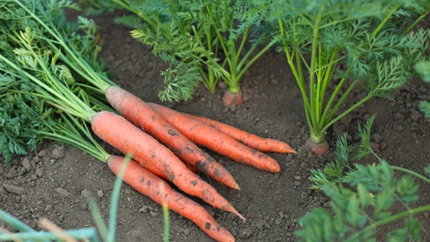Porkkanat pellossa