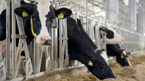 Lehmiä navetassa