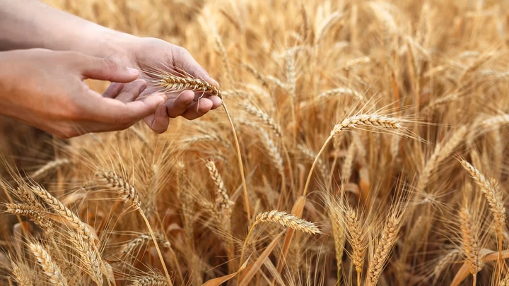 Viljapelto ja kädet