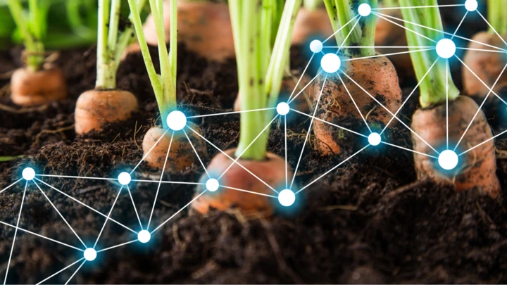 Porkkanat pellossa ja dataa