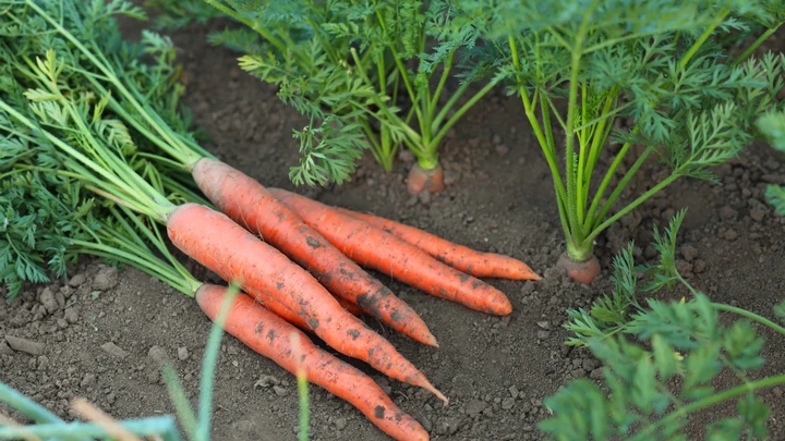 Porkkanat pellossa
